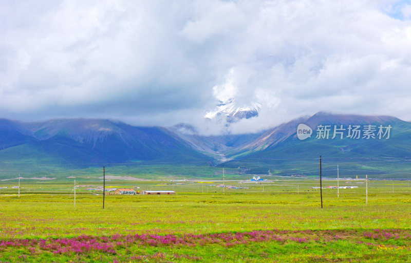 甘肃门源油菜花海