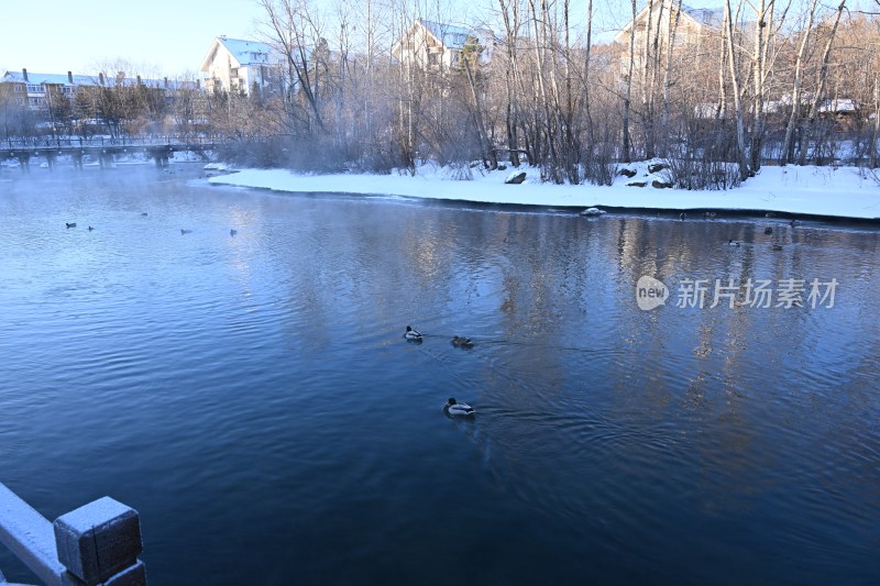 冬日湖景有鸭戏水岸边树木积雪覆盖