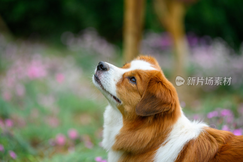 动物主题在公园内玩耍的宠物牧羊犬