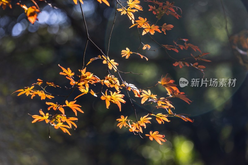 太子湾公园红枫