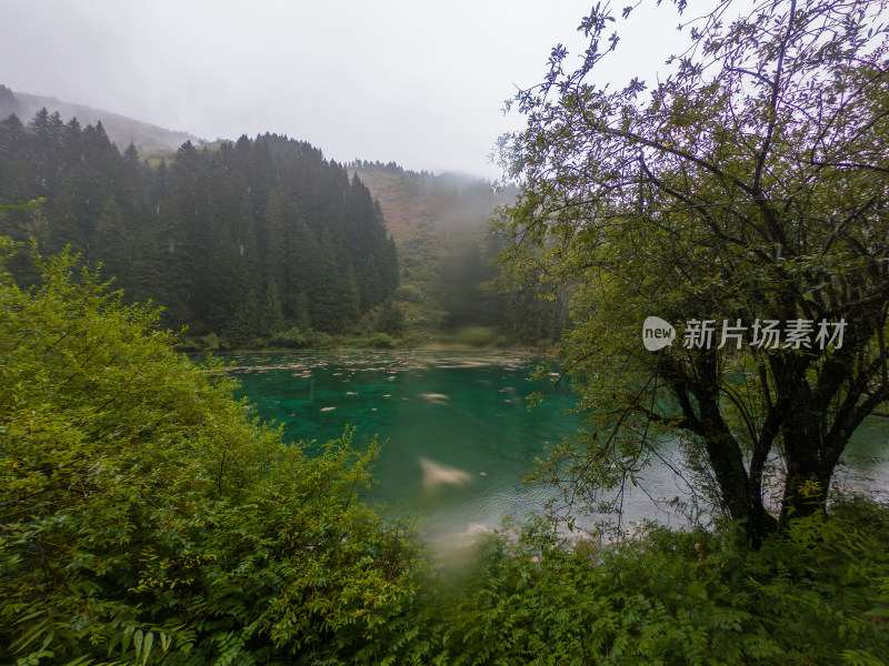 静谧的森林与湖景