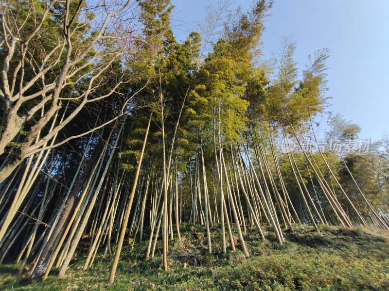 茂盛的竹林景象