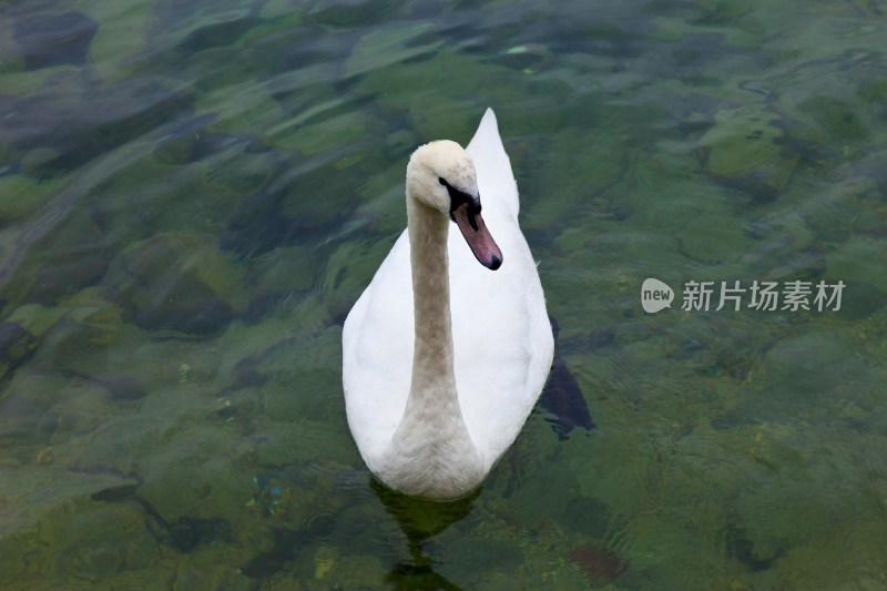 瑞士卢塞恩湖里的天鹅