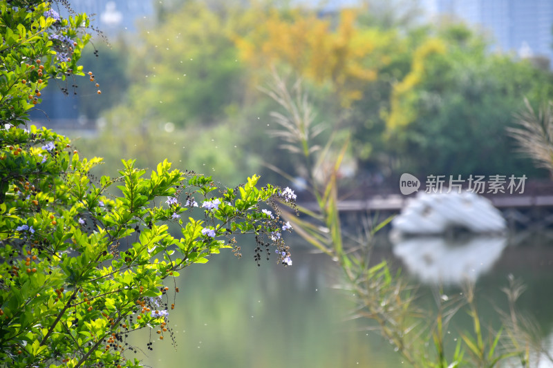 湖边绿植花卉自然景致