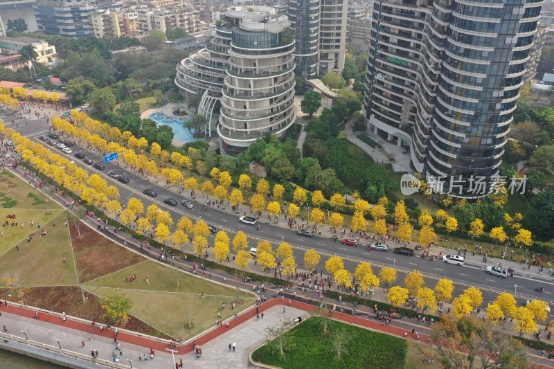 广州黄花风铃盛开市政绿化洲头咀公园航拍