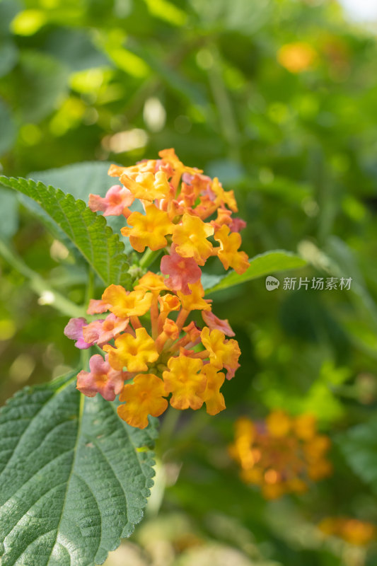 盛开的马缨丹花朵-柳州雀儿山公园