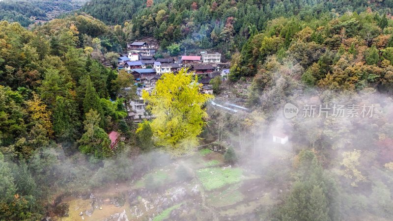 重庆酉阳：白果树边的美景