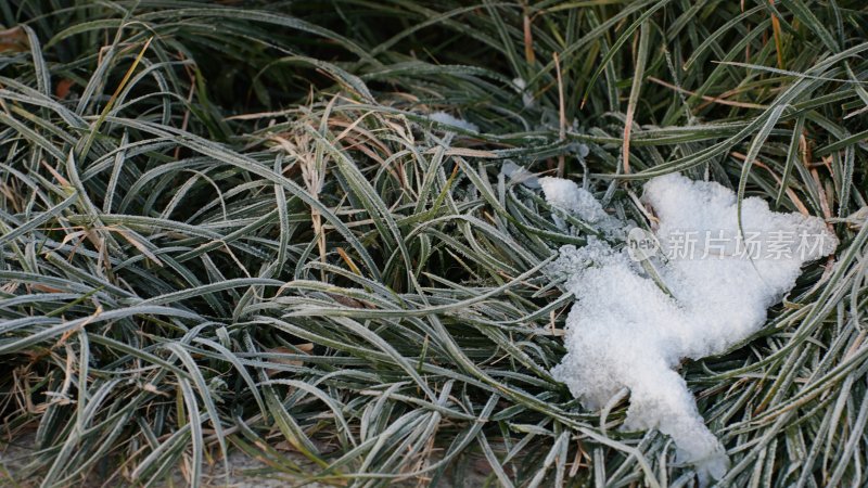 冬天冰雪覆盖的青草