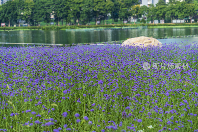 武汉汉阳墨水湖公园湿地公园