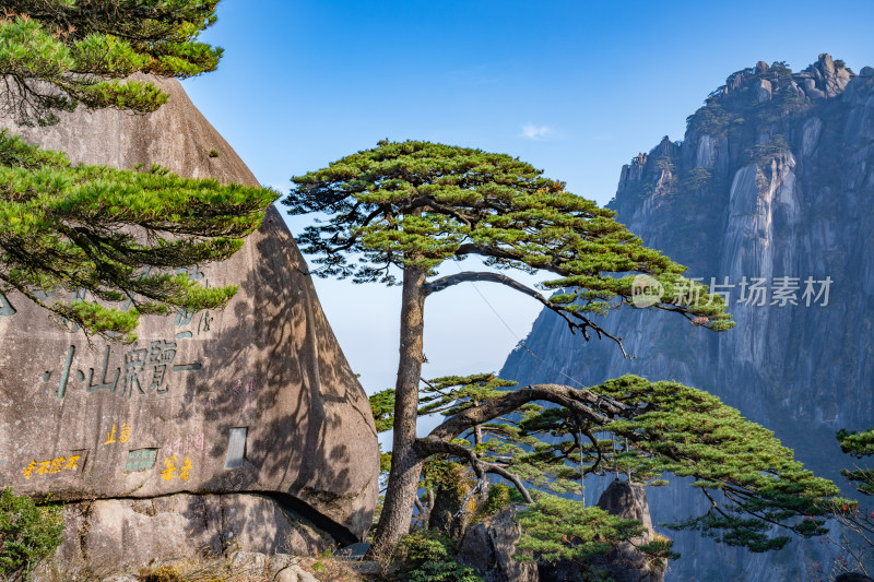 黄山迎客松