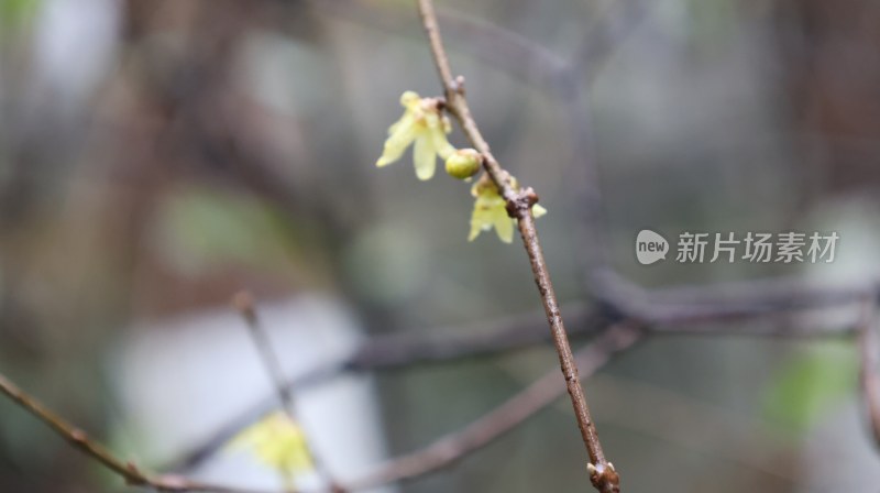 枝头绽放的黄色花朵微距特写