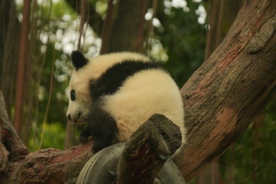 大熊猫幼崽在挂树上睡觉的可爱模样