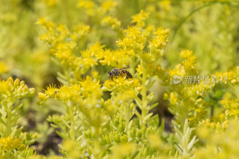 花丛中采蜜的蜜蜂