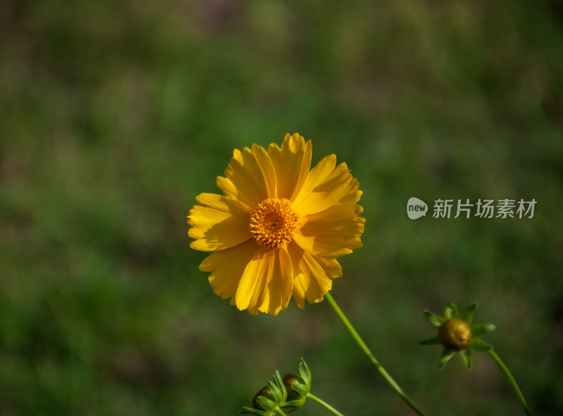 阳光下的黄色花朵特写