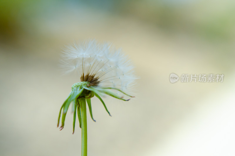 蒲公英微距特写