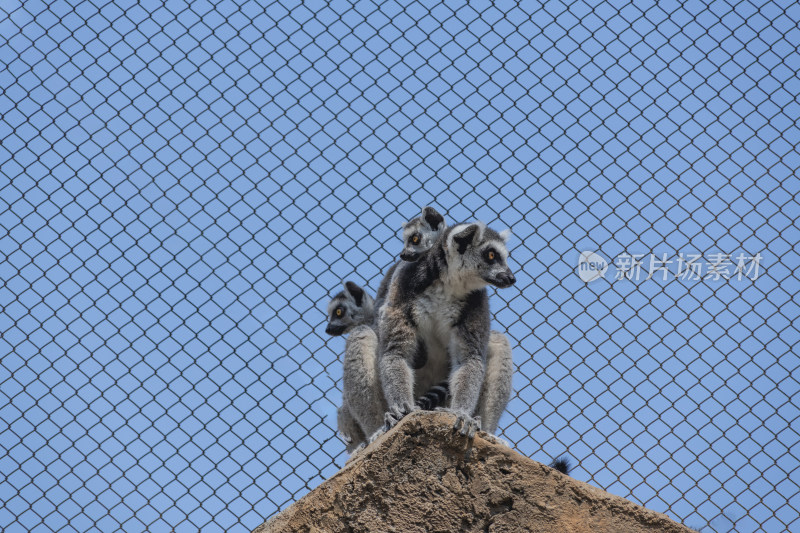 北京,野生动物园环尾狐猴