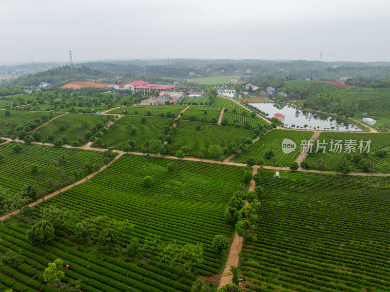 春天的长沙乌山茶场航拍