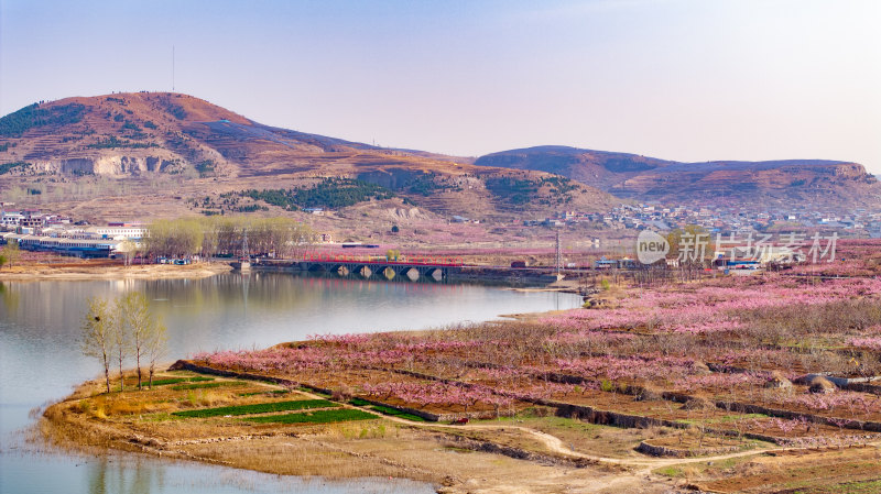 岩马水库大面积桃花