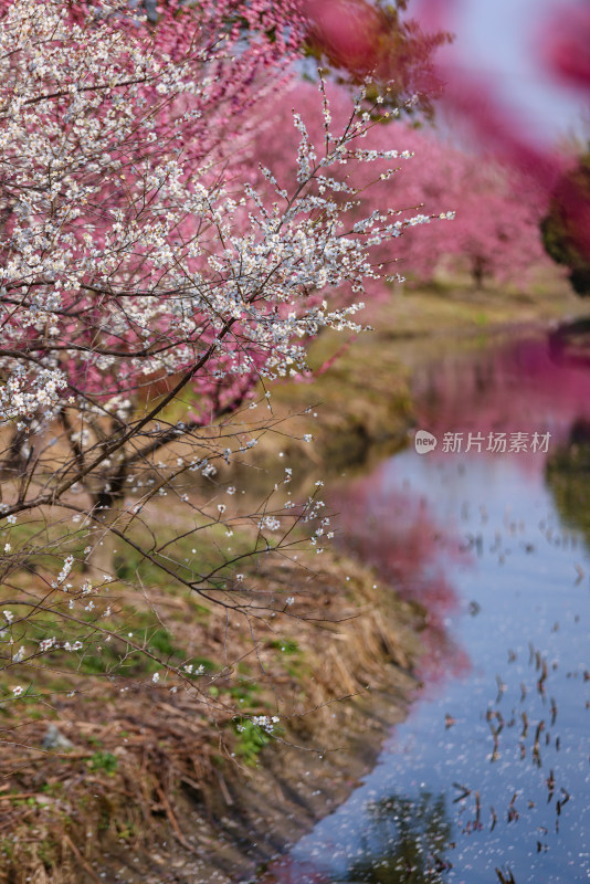 花开海上梅花节