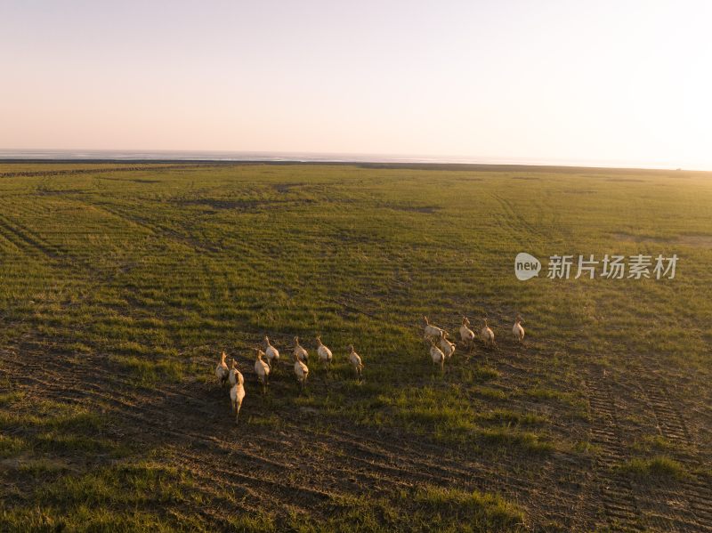 黄海野鹿荡中的野鹿