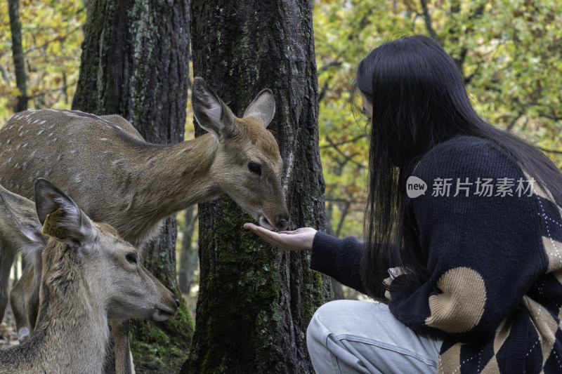 女生投喂梅花鹿