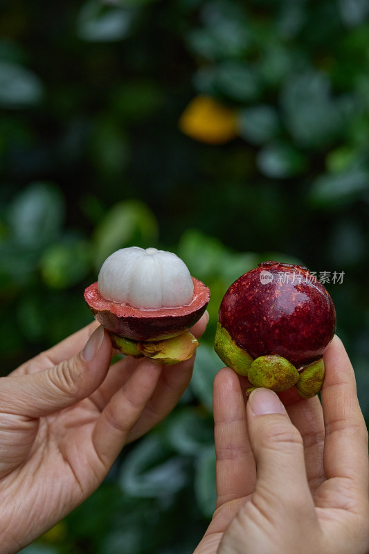 新鲜山竹  泰国新鲜山竹 山竹 山竹果肉