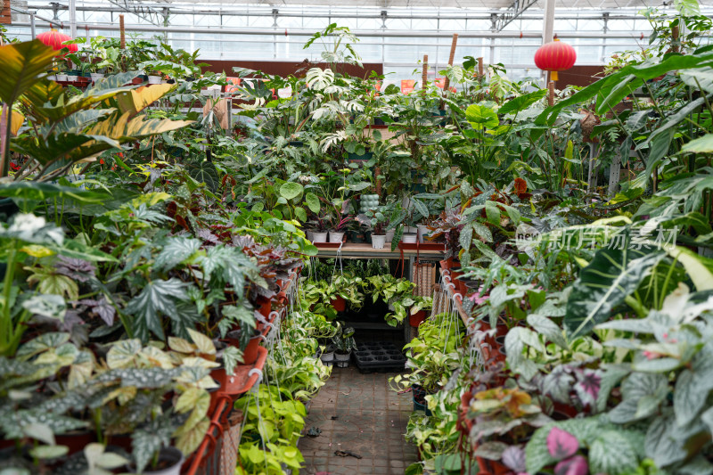 温室内摆放的多样植物