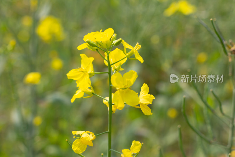 美丽的黄色油菜花田近景特写