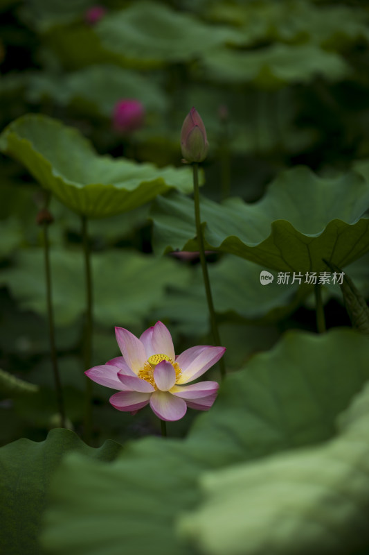 夏季公园荷塘荷叶丛中荷花特写