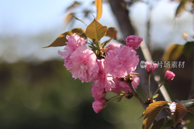 春暖花开