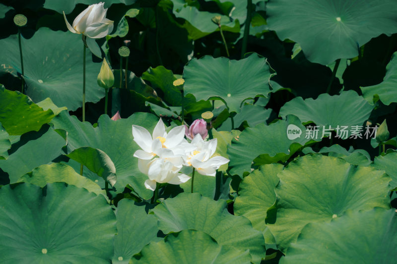 夏天池塘里白色的莲花