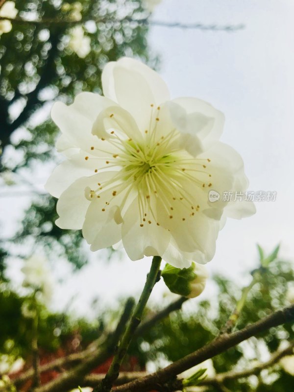 鲜花梨花盛开