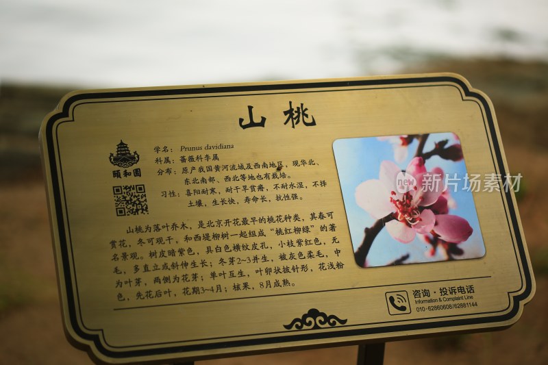 颐和园山桃植物介绍牌