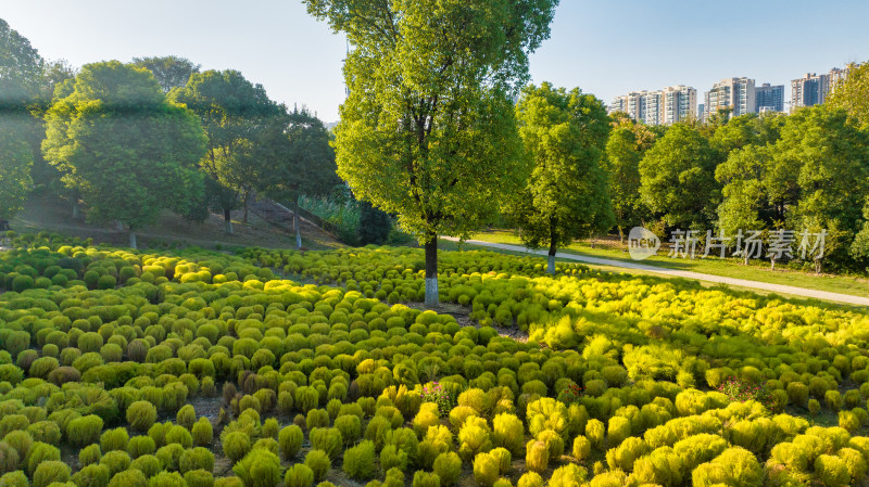 地肤草景色