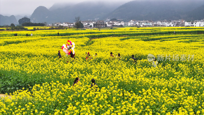 航拍油菜花盛开  美丽乡村