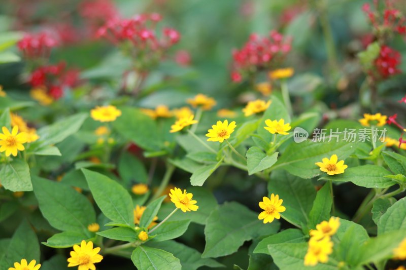 盛开的花朵