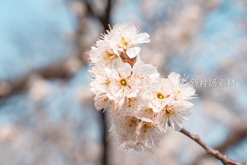 春季盛开的樱花