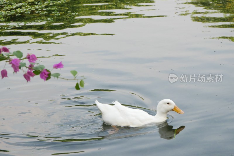 湖中戏水的大白鸭