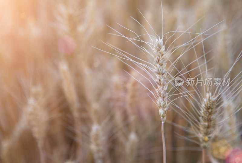 夏日户外即将成熟的农作物小麦