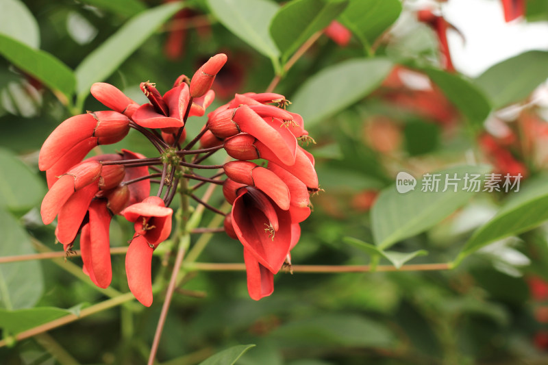 鸡冠刺桐,冠刺桐,海红豆,象牙红,象牙花