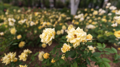 月季花开特写