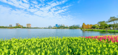 佛山市顺峰山公园盛开的金鱼草花海