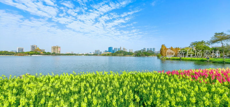 佛山市顺峰山公园盛开的金鱼草花海