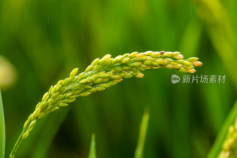 雨后的绿色良种有机水稻特写