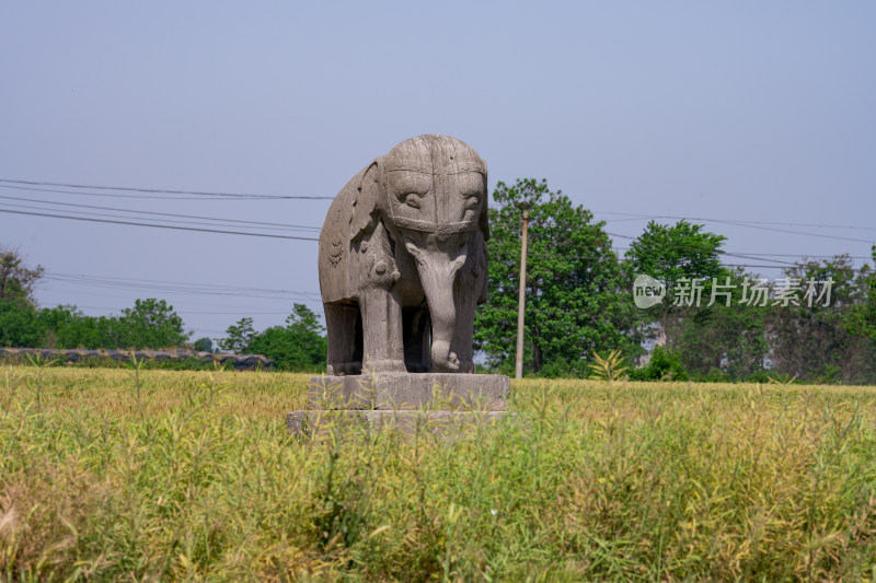 河南巩义夏季麦田里的古代宋陵石像