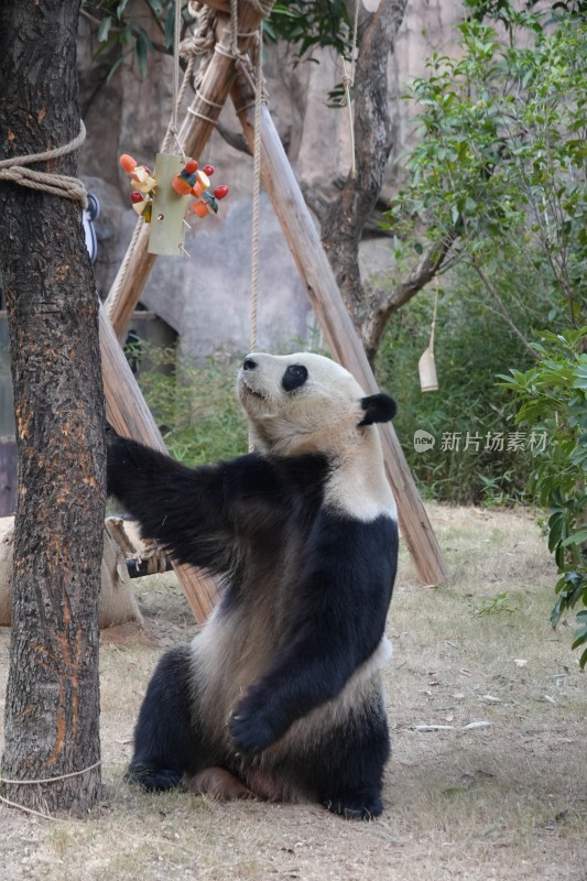 动物园大熊猫站立够取食物