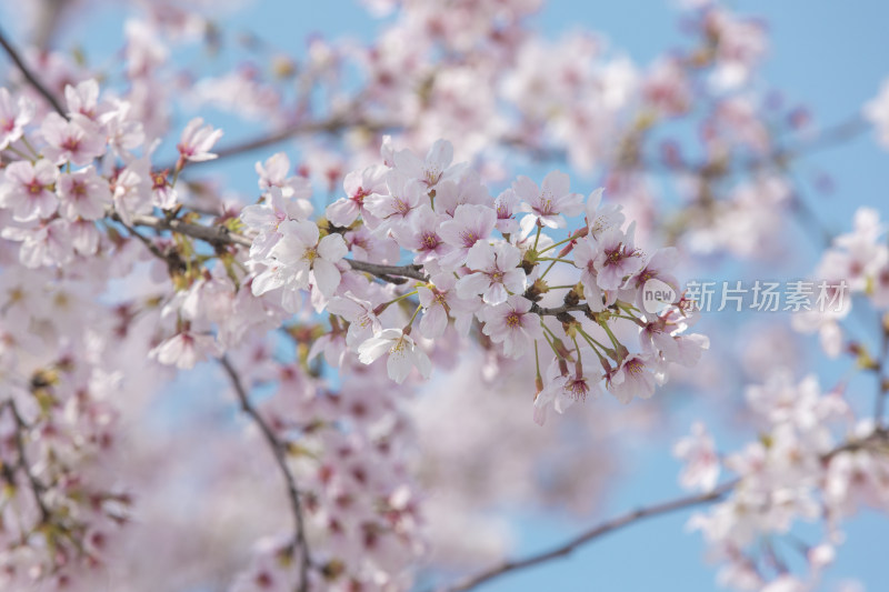 春天阳光下的樱花开放