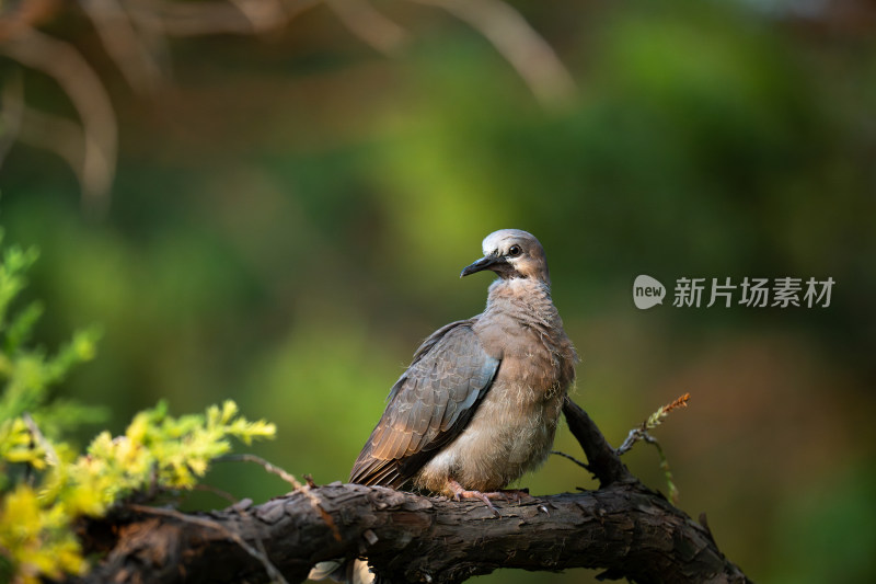 珠颈斑鸠（Streptopelia chinensis）