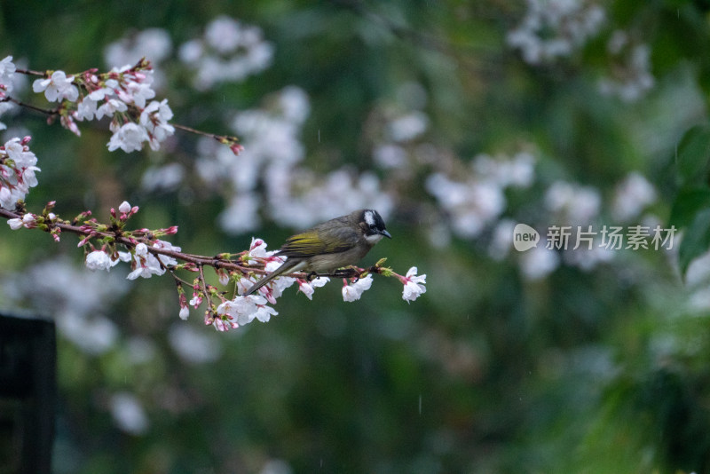 春天樱花树上的小鸟