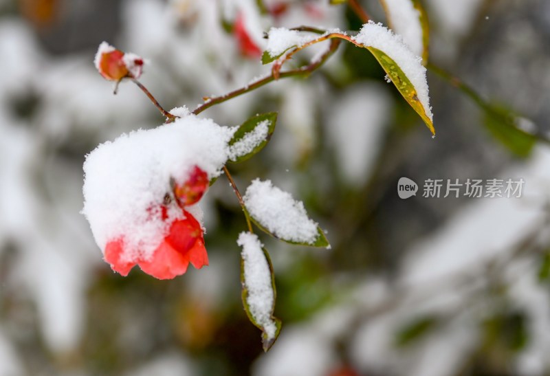 重庆酉阳：雪中月季花